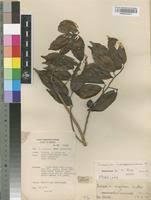 Image result for Trilepisium