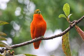 Black And White Bird With Orange Beak And Long Tail Bird Directory Orange Fruit Dove Orange Fruit Pet Birds Bird