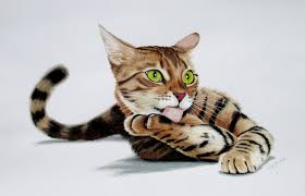 Bengal Cat Drawing With Colored Pencils Animal Drawings Watercolor Tiger Cat Drawing