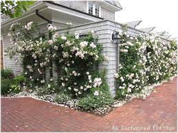 New Dawn Roses Cover The Marshside In Cape Cod An Enchanted Cottage Rose Enchanted Cottage Landscape