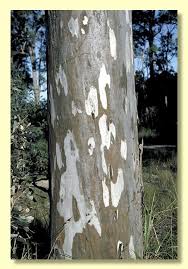 Image result for Eucalyptus tereticornis