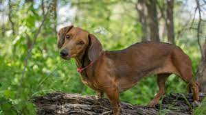 Can Dachshunds Have Long Legs Whisker Pals