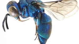 The joys of mud dauber motherhood. Cuckoo Wasps Western Australian Museum