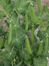 Better to wait for the soil to warm up a bit before planting pea seeds, or use some dark landscape fabric or plastic to warm up the ground first if you're in a hurry. Pea Growing And Harvest Information Veggieharvest Com