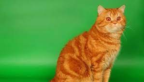 Kucing merah bata adalah kucing dengan varian warna yang paling sering dijumpai di negara kita.kucing merah bata adalah kucing yang manja dan tingkahnya yang lucu. Halaman Download Kucing British Berambut Merah 31 Gambar Perihalan Kucing War
