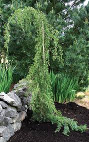 Check spelling or type a new query. Trees For Tight Spaces Finegardening