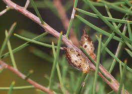 Image result for Faurea rubriflora