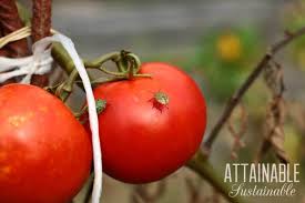 Plants in containers need the best possible soil, aeration, and drainage for healthy root growth and optimum harvest. Growing Tomatoes In Pots To Save Space Attainable Sustainable