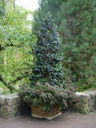 Waxleaf Privet Topiary Garden Planters Landscape Design Topiary