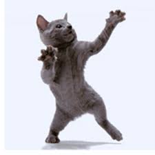 The dancing cat is a fun cat lounge and adoption venue in #sanjose. The Dancing Cat Thedancingcat Twitter
