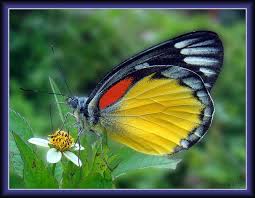 Flickriver Most Interesting Photos From Butterflies Of North East India Pool Beautiful Butterflies Butterfly Cool Photos