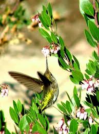 Maybe you would like to learn more about one of these? How To Create A California Hummingbird Garden With Native Flowers Pictures Of Both Hummingbird And Butterfly Species