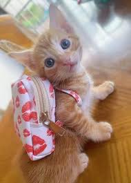 🐈❣️ADORBS❣️🐈‍⬛