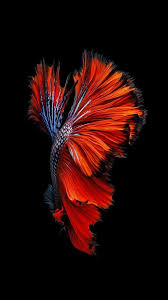 Iphone Fish Wallpaper Iphone Iphone 6s Wallpaper Ios Wallpapers