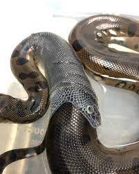 Anaconda Shedding Skin Looks Like Its Eating Itself Mildlyinteresting Anaconda Snake Shedding Giant Anaconda
