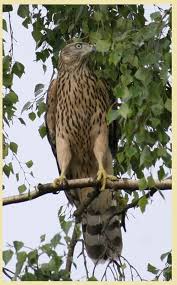 Bayagi Cakir Kusu Accipiter Gentilis Goshawks Autour Des Palombes Heron Cendre Epervier De Cooper