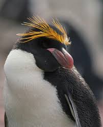 Birds That Look Like Penguins But Aren T Macaroni Penguin Eudyptes Chrysolophus Love Penguins But The Macaroni Is My Favorite Macaroni Penguin Penguins Penguin Facts