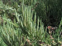 Image result for Salicornia perrieri
