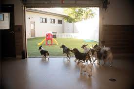 Dog training hoffman estates, il. Pet Boarding And Daycare Barrington Square Animal Hospital