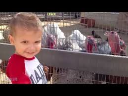 А вот подборка смешных видео с попугаями. Smeshnye Video 2020 Smeshnye Napadeniya Zhivotnyh Na Lyudej Luchshie Prikoly Funny Animals Attack Video Roliki