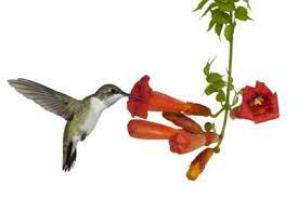 We did not find results for: Zone 8 Hummingbird Garden Choosing Plants For Hummingbirds In Zone 8