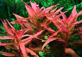 Image result for Ammannia aegyptiaca