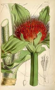 Image result for Scadoxus puniceus