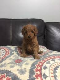 Check spelling or type a new query. Mini Male Goldendoodle For Sale In Midland Michigan Classified Americanlisted Com