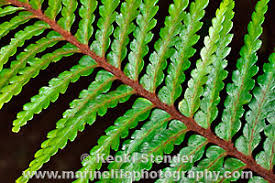 Image result for Asplenium gemmascens