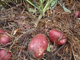 Le rendement par pied est ainsi optimisé… Retour Sur Les Essais De Culture De Pommes De Terre Jardin D Essai