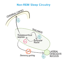 Review Key Aspects Of Sleep Physiology Sleep Physiology Neurophysiology Neuroscience Neuroanato Physiology Medical School Studying Anatomy And Physiology