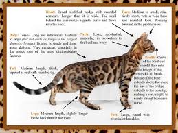 Where do i find a bengal cat for sale? Bengal Cat Facts 4 Seasons Bengals