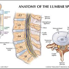 These bones work together to provide flexibility to the trunk, support the muscles of the trunk, and protect the spinal cord and spinal nerves of the back. Depicts The Lower Back And Is Comprised Of Five Lumbar Vertebrae Download Scientific Diagram