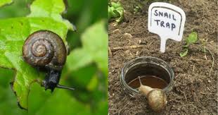 Jenis jenis padi lokal antara lain : 10 Kaedah Mujarab Dan Murah Musnahkan Siput Perosak Tanaman Impiana