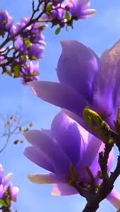 It S So Beautiful Do You Know What Kind Of Flower Is It Video Nature Photography Flowers Wallpaper Nature Flowers Flowers Photography