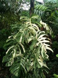 Monstera Deliciosa Borsigiana Variegata Vintage Green Farms With Tom Piergrossi Variegated Plants Architectural Plants Monstera Deliciosa