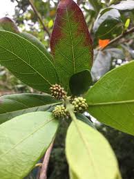 Image result for Combretum mkuzense