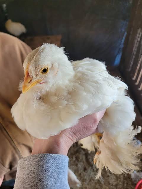 White Cochin Standard Chicks | order exotic poultry