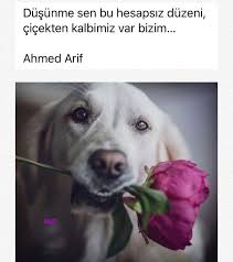 Canan Adli Kullanicinin Bazilari Siir Sev Mez Panosundaki Pin 2020 Edebiyat Guzel Soz Cizimler