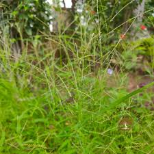 Image result for Dinebra