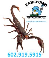 Whether it's home or business, everyone deserves to feel safe in their domain. Scorpion Pest Control Exterminator Early Bird Pest Control