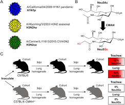 Join facebook to connect with angel grece and others you may know. Influenza Viruses In Mice Deep Sequencing Analysis Of Serial Passage And Effects Of Sialic Acid Structural Variation Biorxiv