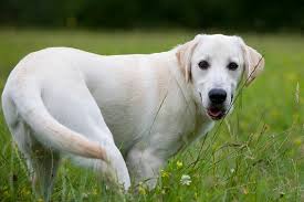 Il a une petite queue qui lui pousse sur le front. Pourquoi Mon Chien Se Mord La Queue Trucs Astuces Chien Santevet