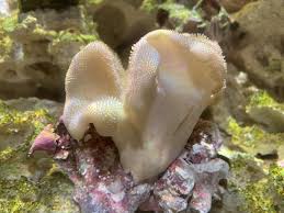 Image result for Sarcophyte piriei