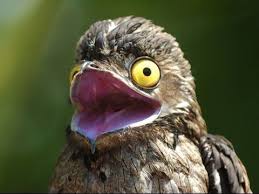 O canto do urutau a meia noite ave fantasma do canto assustador. Nyctibius Grandis Ave Fantasma Pajaro Fantasma Ave Fantasma Aves Exoticas Del Mundo