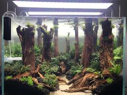 Freshwater Fish Tank Ideas Aquascape Inspiration In 2020 Fresh Water Fish Tank Fish Tank Plants Fish Tank