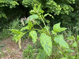 Image result for Phytolacca