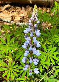 Image result for Lupinus