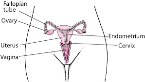 The larger, more pronounced part of the breast is typically visible through clothing. Overview Of Vaginal Infections Women S Health Issues Merck Manuals Consumer Version