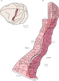 The primary visual cortex is brodmann area 17, commonly called v1 (visual one). Each Of The Four Regions Of The Primary Somatic Sensory Cortex Contains Download Scientific Diagram